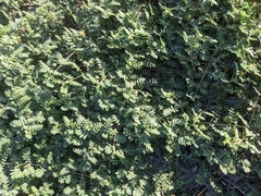 Tribulus terrestris