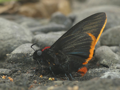 Pyrrhopyge hadassa