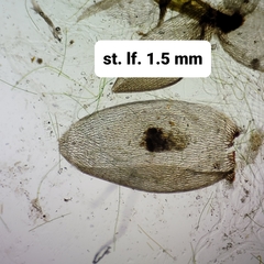 Sphagnum platyphyllum