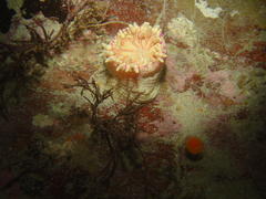 Anthostella stephensoni