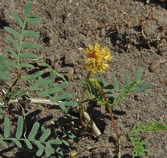 Prosopis strombulifera