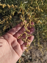 Atriplex canescens