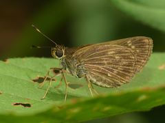 Vehilius stictomenes stictomenes