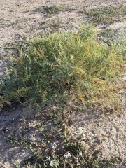 Atriplex canescens