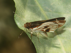 Vettius fantasos