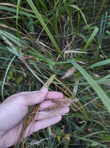 Image of Chaffy Sedge by no rights reserved