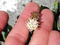 Curio crassulifolius