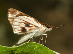 Vettius fantasos