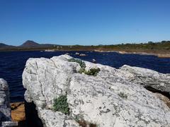 Curio crassulifolius