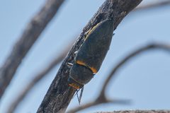 Hippomelas sphenicus