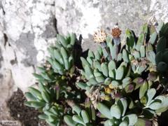 Curio crassulifolius