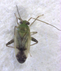 Micromimetus