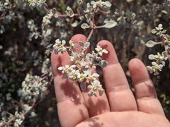 Tidestromia lanuginosa