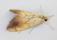 Evergestis consimilis