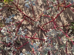 Tidestromia lanuginosa
