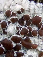 Lecanora galactiniza