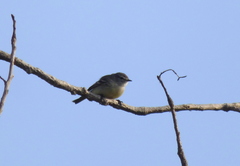 Serpophaga griseicapilla