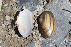 Unio elongatulus
