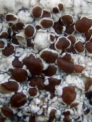 Lecanora galactiniza