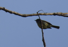 Serpophaga griseicapilla