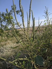 Amaranthus palmeri