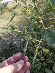 Amaranthus palmeri