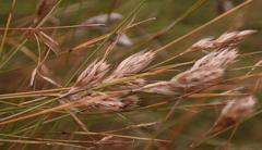 Hydrophilus rattrayi