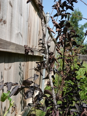 Eriococcus lagerstroemiae