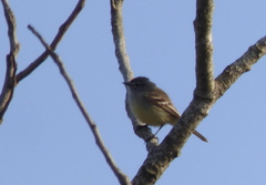 Serpophaga griseicapilla
