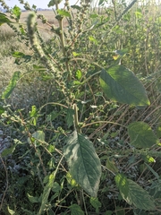 Amaranthus palmeri