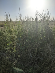 Amaranthus palmeri