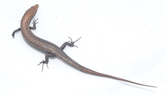 Caledoniscincus austrocaledonicus