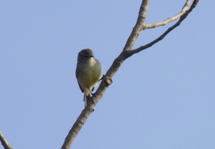Serpophaga griseicapilla