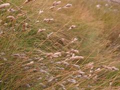 Hydrophilus rattrayi