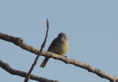 Serpophaga griseicapilla