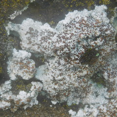 Lecanora galactiniza