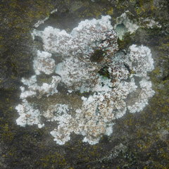 Lecanora galactiniza
