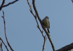Serpophaga griseicapilla