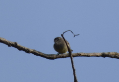 Serpophaga griseicapilla