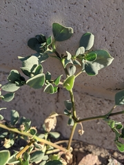 Trianthema portulacastrum