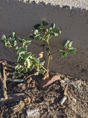 Trianthema portulacastrum