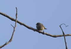Serpophaga griseicapilla
