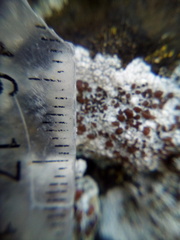Lecanora galactiniza