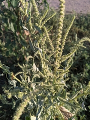 Amaranthus palmeri