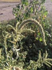 Amaranthus palmeri