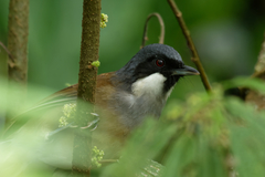 Pterorhinus vassali
