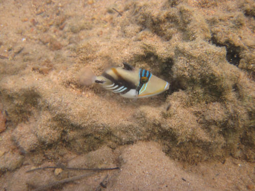 Rhinecanthus aculeatus