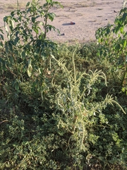 Amaranthus palmeri