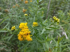 Euthamia graminifolia nuttallii