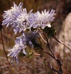 Lachnaea filamentosa